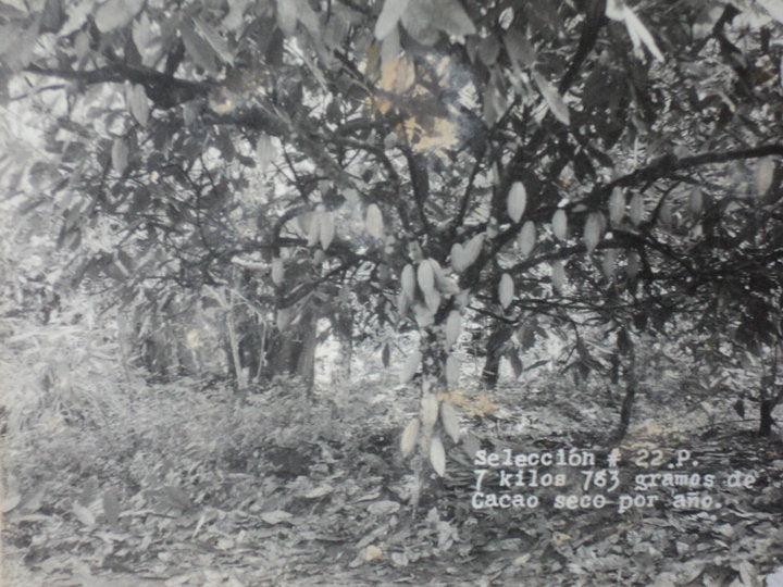 Mexico - Finca la Rioja 'Don Moisés' 70%